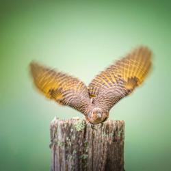 Yellow-shafted Flicker