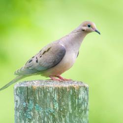 Morning Dove