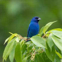 Indigo Bunting