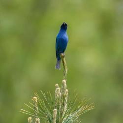 Indigo Bunting
