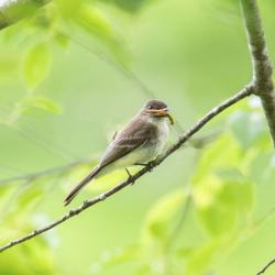 Eastern Phoebe with Grasshopper