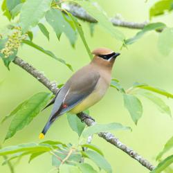 Cedar Waxwing