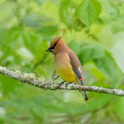 Cedar Waxwing