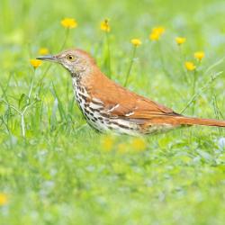 Brown Thrasher