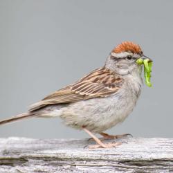 Tree Sparrow with Caterpillars