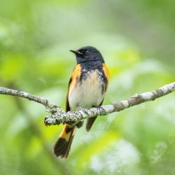 American Redstart