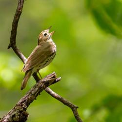 Ovenbird