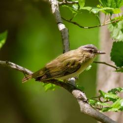 Red Eyed Vireo
