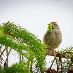 Tree Sparrow with Caterpillars