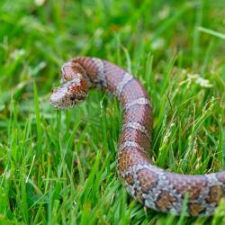 Corn Snake