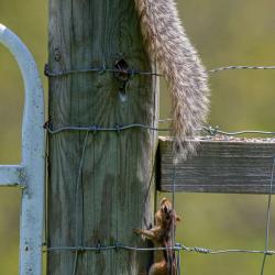 Fox Squirrel & Chimpmunk