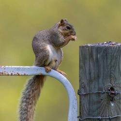 Fox Squirrel
