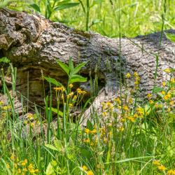 Ground Hog in Tree Trunk