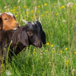 Brotherly Goat Love