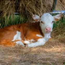 Baby Cow