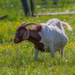 Pregnant or Fat Goat?