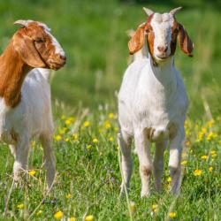 Goats