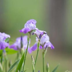 Purple Bearded Iris