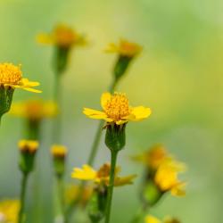 Hawkweed