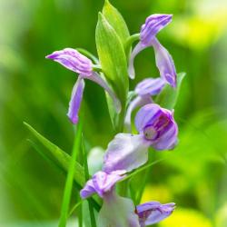 Showy Orchid