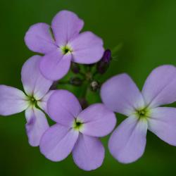 Dames Rocket Flower