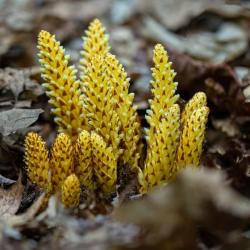 Squawroot (Conopholis americana)