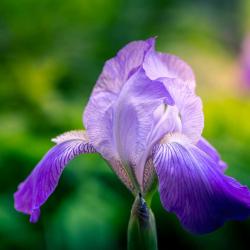 Purple Bearded Iris