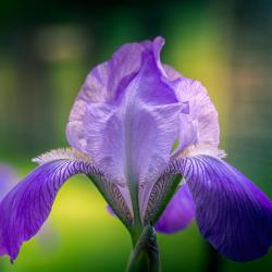 Purple Bearded Iris