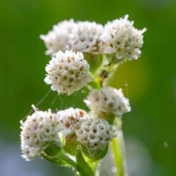 American Feverfew