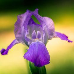 Purple Bearded Iris