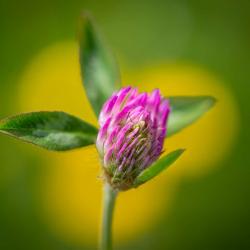 Red Clover Flower