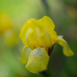 Yellow Bearded Iris