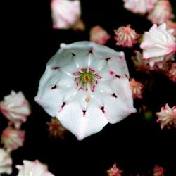 Mountain Laurel Flower