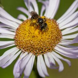 Bee Getting Polen