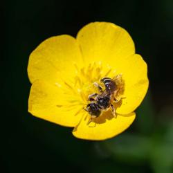 Bee Getting Polen