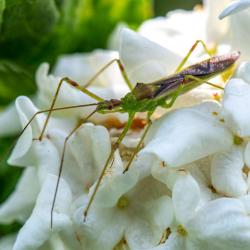 Assassin Bug Zelus Luridus