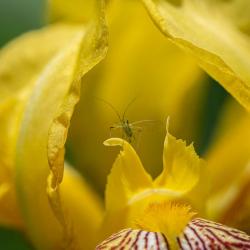 Green Apple Aphid Winged