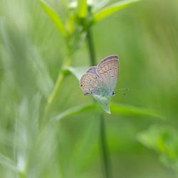 Eastern Tailed Blue