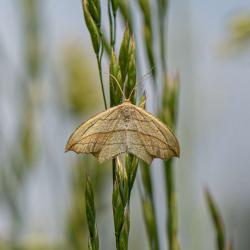 Blood-vein Moth