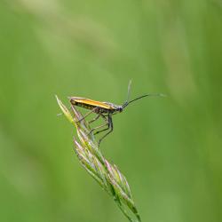 Assassin bug