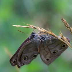 Little Wood Satyr Butterflies Mating