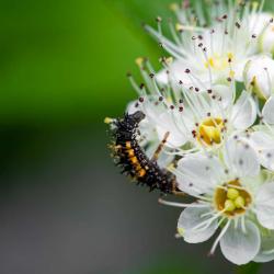 Ladybug Larvaes