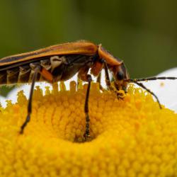 Goldenrod Soldier Beetle