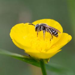 Bee Getting Polen
