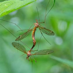 Crane Flies Mating