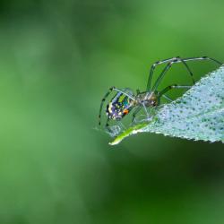 Horizontal Orbweaver Leucauge Dromedaria