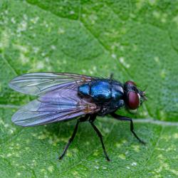 House Fly
