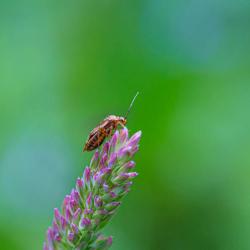 Tarnished Plant Bug