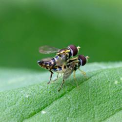 Hoverflies Mating