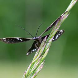 Dark Fishfly